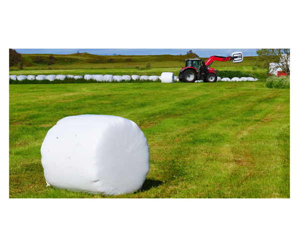 Film-covered round bales in a field. In the background there is a tractor.