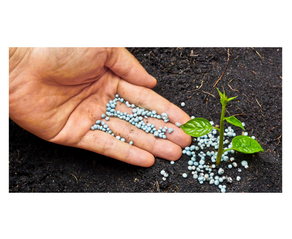 A hand distributing fertilizer pellets around a plant.