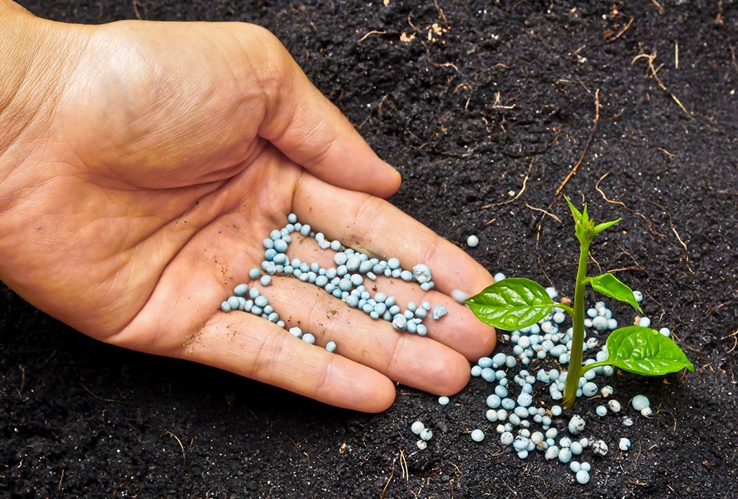 A hand distributing fertilizer pellets around a plant.