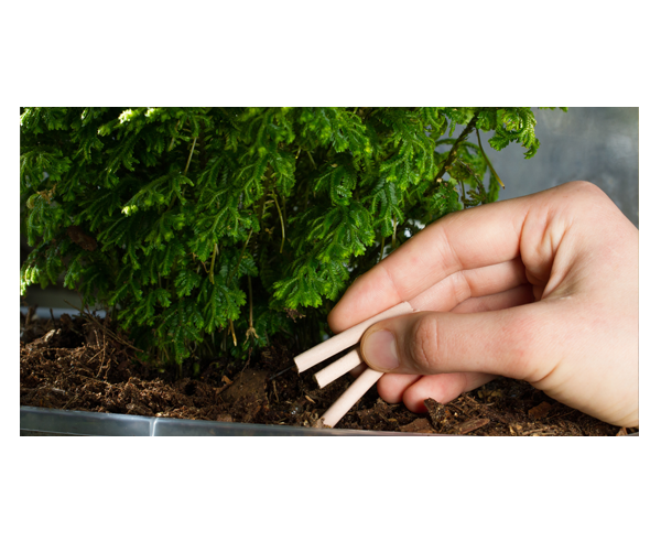 A hand sticking fertilizer sticks into the soil under a plant.