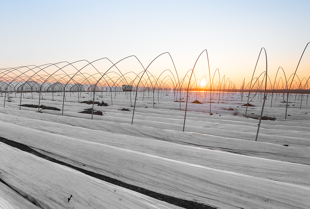 A field of crops covered by protective film.