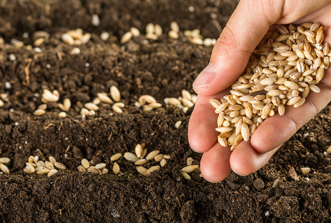 A hand sowing seeds.