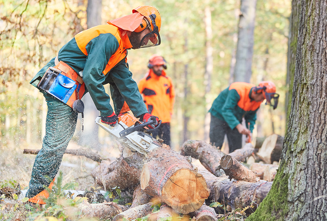 Forstarbeiter sägen im Wald Holz klein. Forstarbeiter sägen im Wald Holz klein.